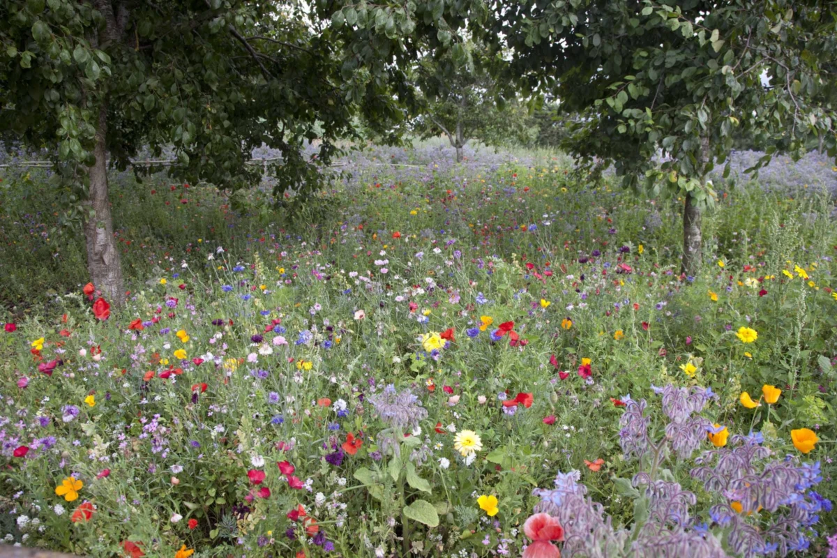 Cultivating Change: How Airfield Estate is Bridging the Gap Between Soil and Society
