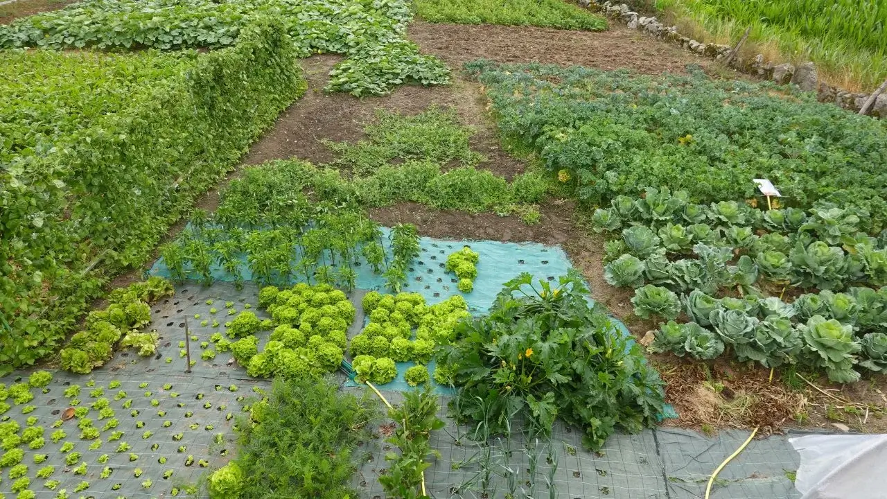 Cultivating Resilience: Brandy Hall on Bringing Permaculture from the Farm to the Backyard