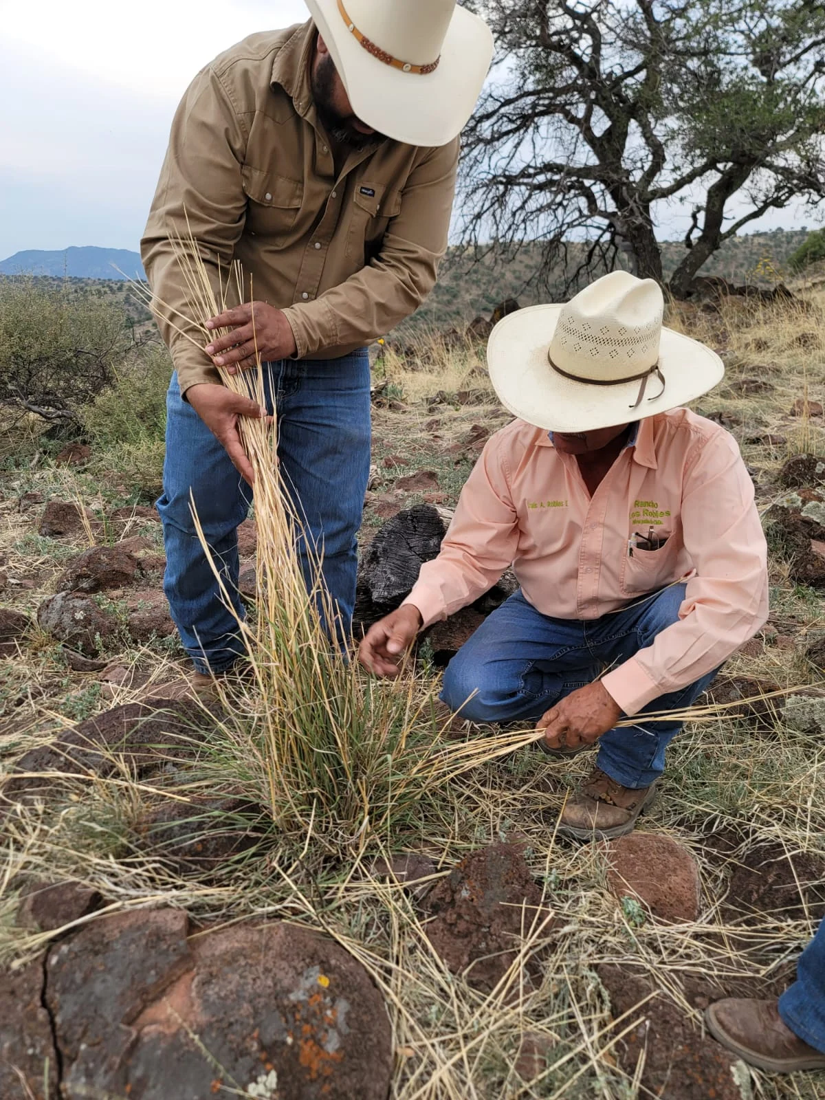 Restoring the Range: How Regenerative Ranching in Mexico is Turning Carbon into Capital