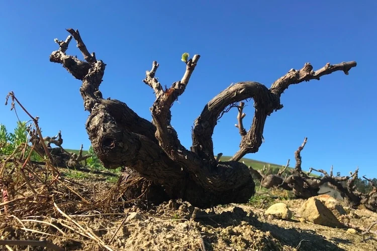 The Cape’s Liquid Legacy: A Deep Dive into the Evolution of South African Viticulture