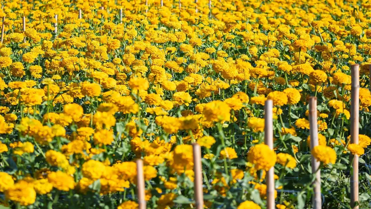 The May Planting Guide: Strategies for a Resilient and Productive Harvest