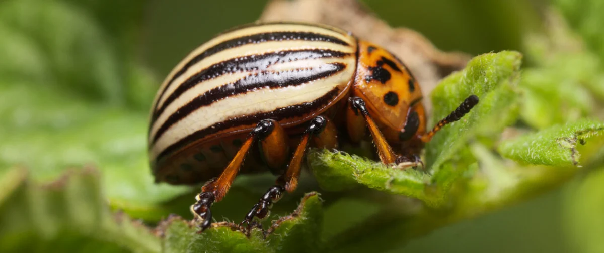 The Nano-Revolution in Agriculture: Renaissance Bioscience Unveils Yeast-Based VLP Platform for Precision Pest Control