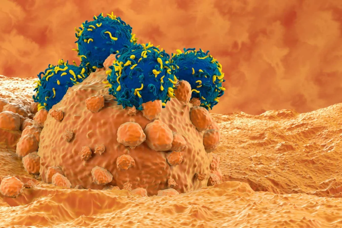 The Physics of Survival: How Stiffening Cancer Cells Could Unlock the Next Frontier of Immunotherapy