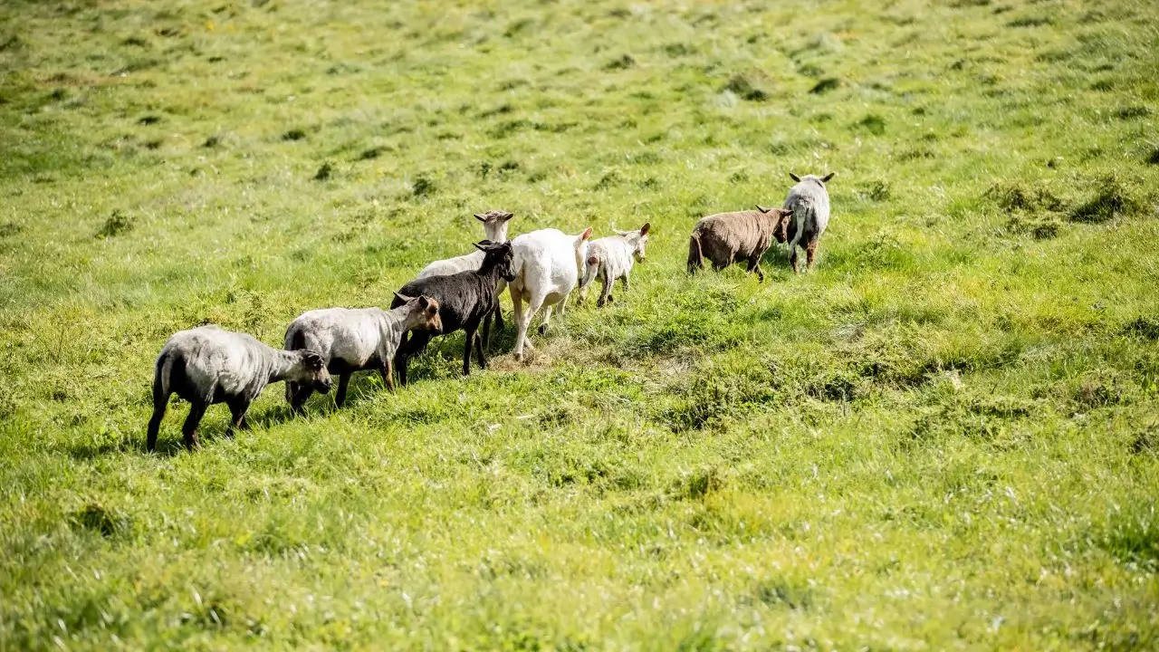 The Quiet Revolution: How Navajo-Churro Sheep are Rewilding Maine Farmland