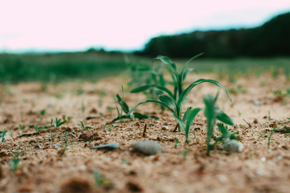 The Silent Revolution: Why the UK’s New GM Regulatory Framework Faces a Landmark Legal Challenge