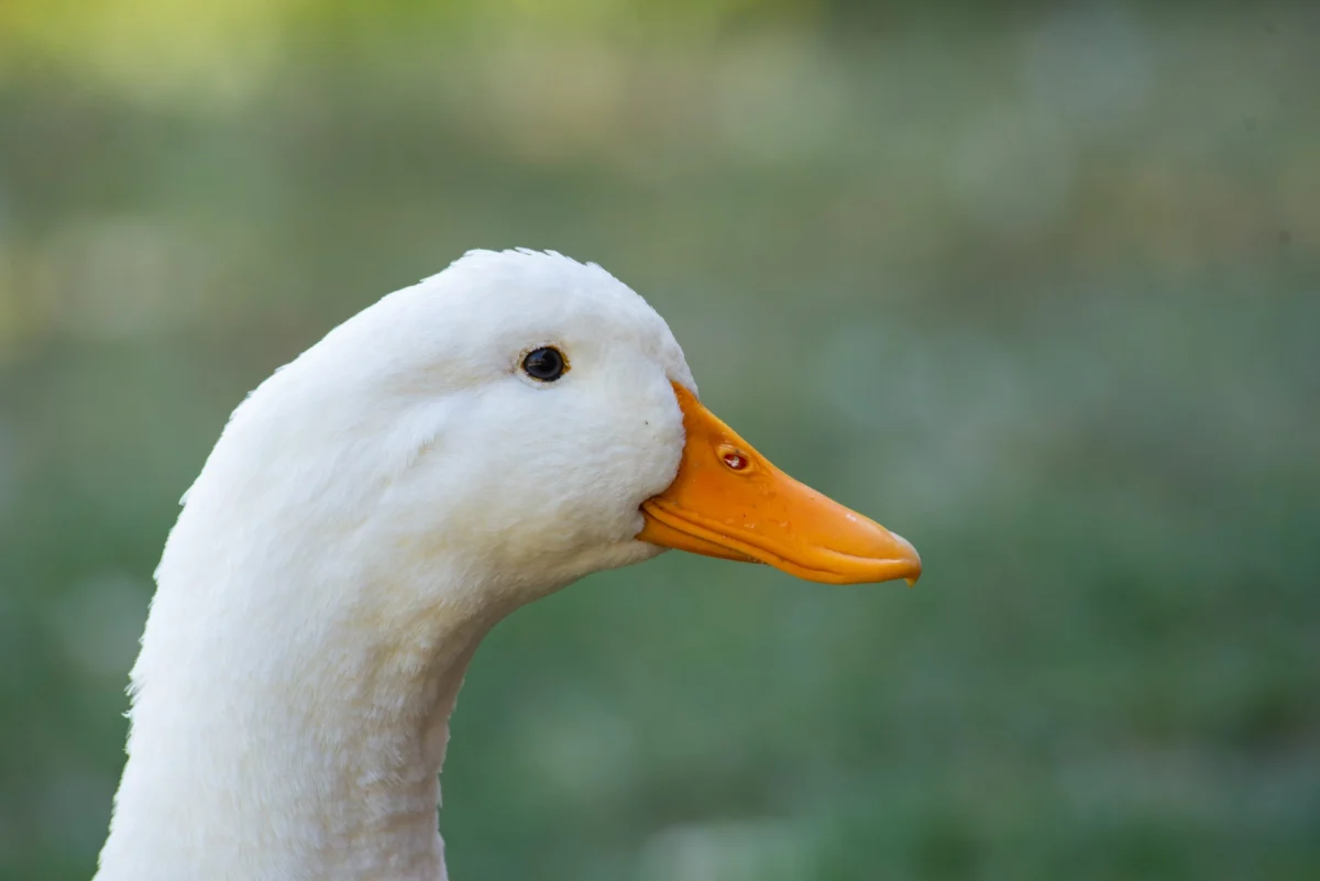 A Compassionate Shift: Portland Joins Growing Movement to Ban Cruel Foie Gras Trade