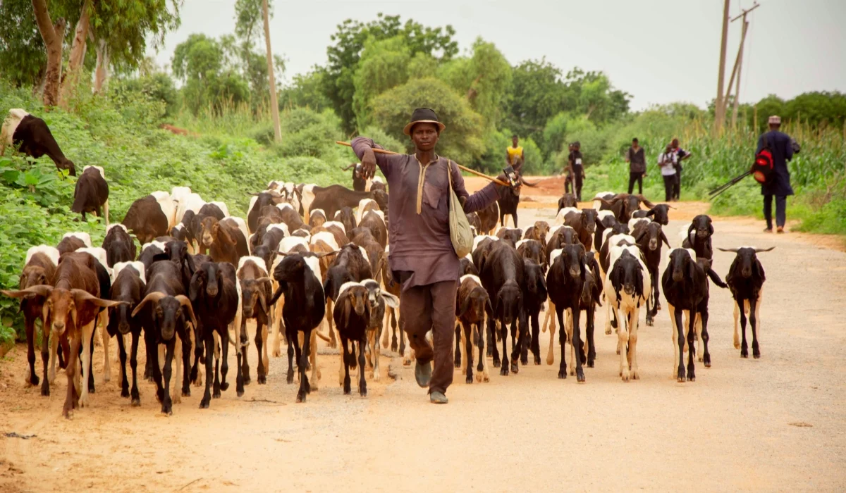 Beyond the Idyll: What Pastoralism Can Teach Modern Agriculture