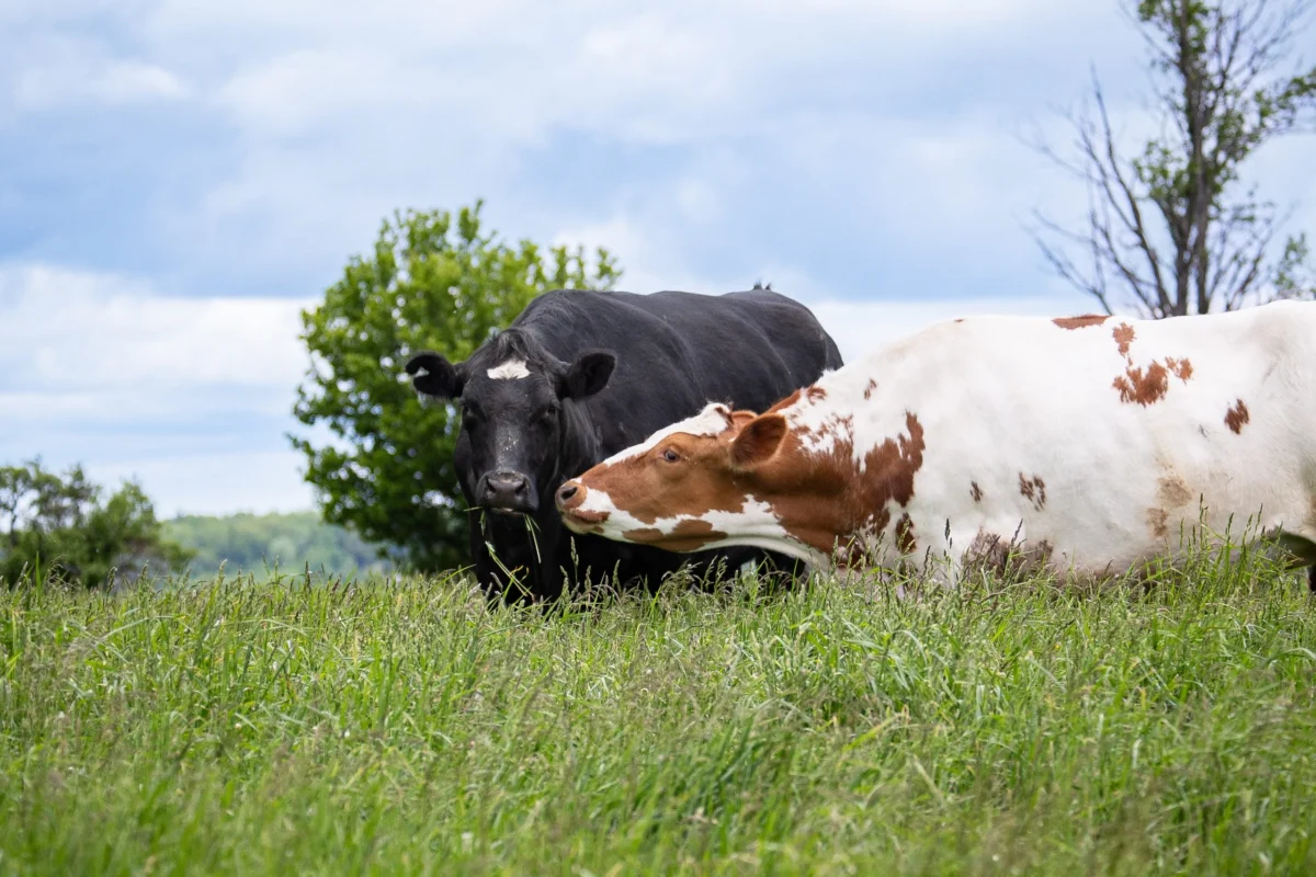 Bridging the Gap: Farm Sanctuary Launches Pioneering Community Science Project to Decode Bovine Social Intelligence