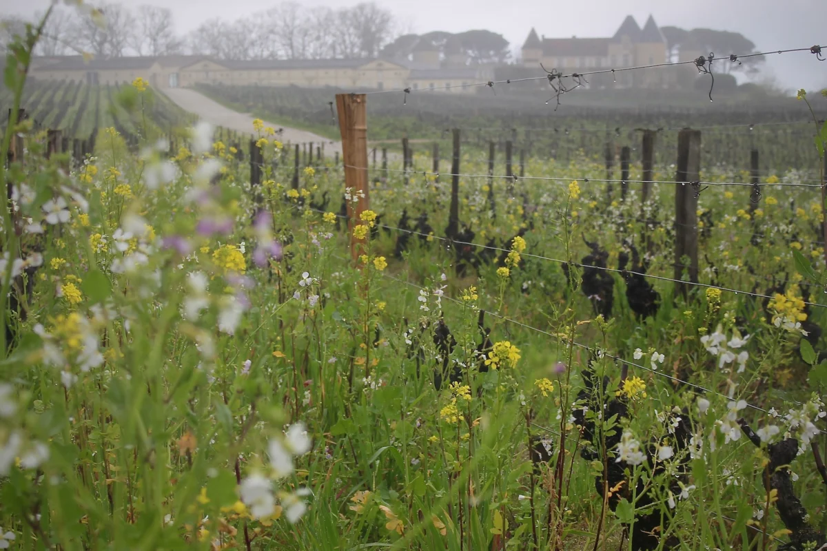 The Sauternes Renaissance: How an Ancient Appellation is Rewriting Its Future