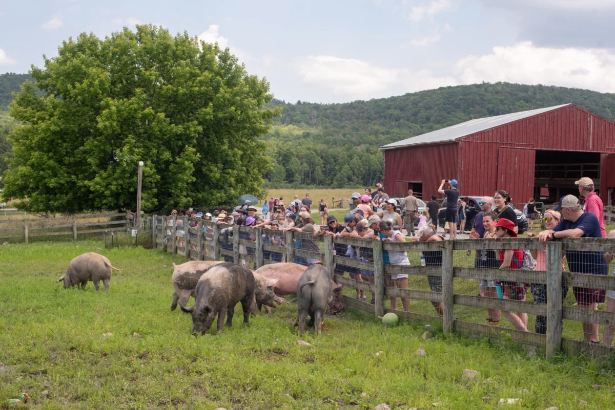 A Legacy of Compassion: Farm Sanctuary’s 2026 Pignic Celebrates 40 Years of Advocacy
