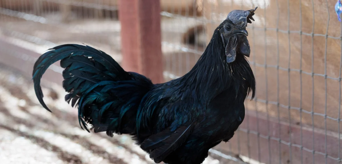 A New Dawn for Lazarus: The Extraordinary Journey of a Rare Ayam Cemani Rooster