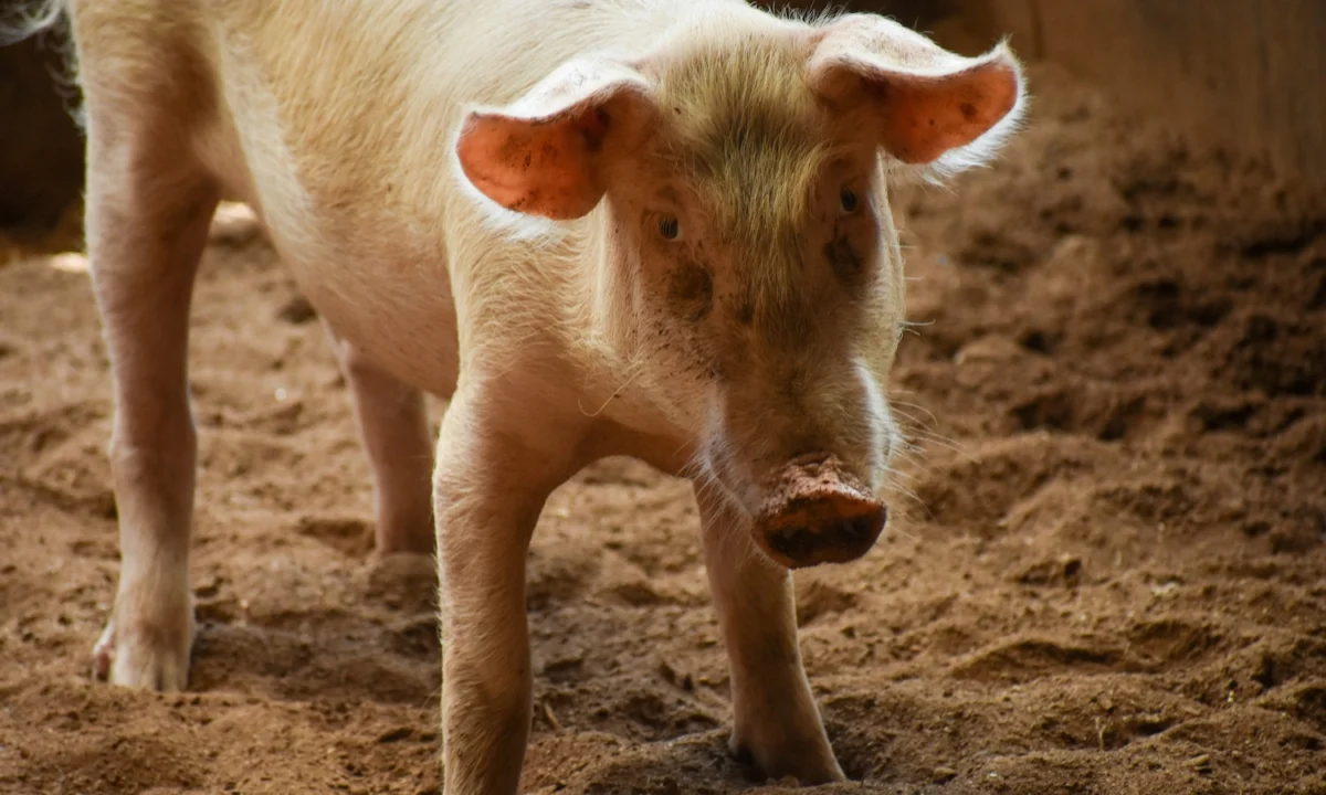 Redesigning Animals or Fixing the System? The High-Stakes Battle Over the Future of the Farm Bill