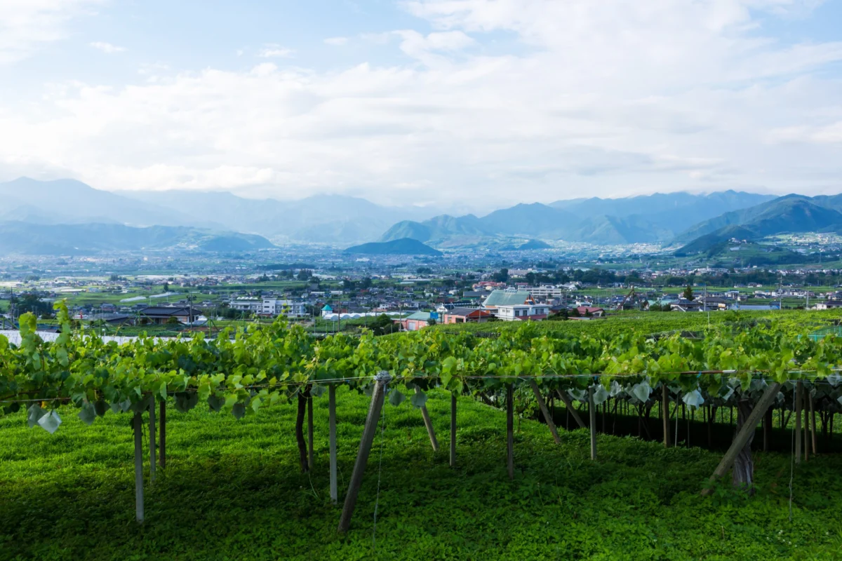 The Rising Sun in the Glass: Do Global Accolades Actually Drive Japanese Wine Exports?