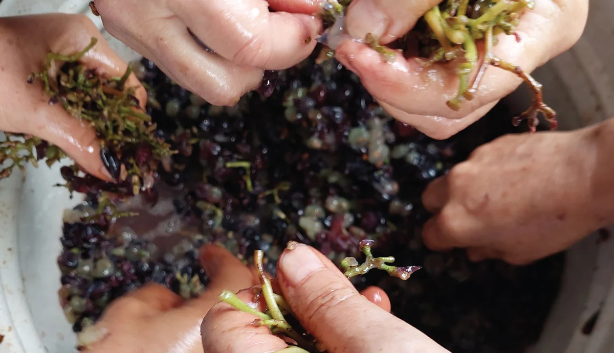 The Invisible Empire: Rethinking Our Microbial Entanglements in the Post-Pasteurian Age