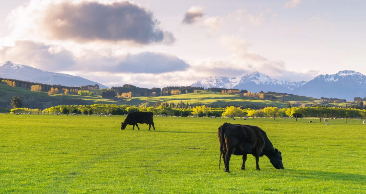 Beyond the Label: New Research Links Regenerative Agriculture to Superior Nutritional Density