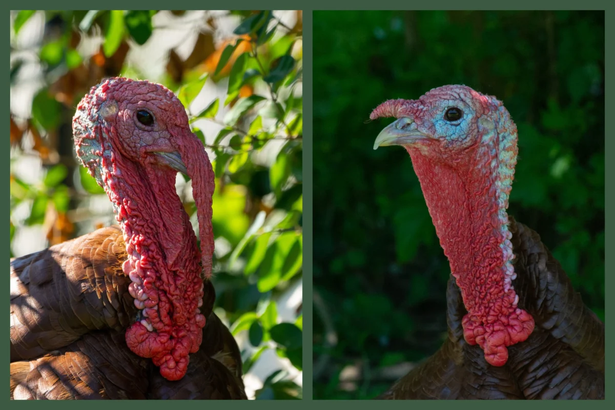 Beyond the Platter: Unveiling the Complex Emotional and Social World of Turkeys