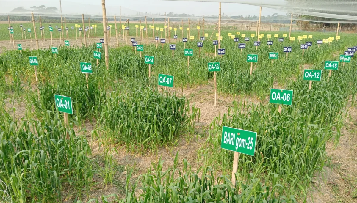 Cultivating Resilience: OlsAro’s SeedAX Platform Poised to Transform Global Agriculture