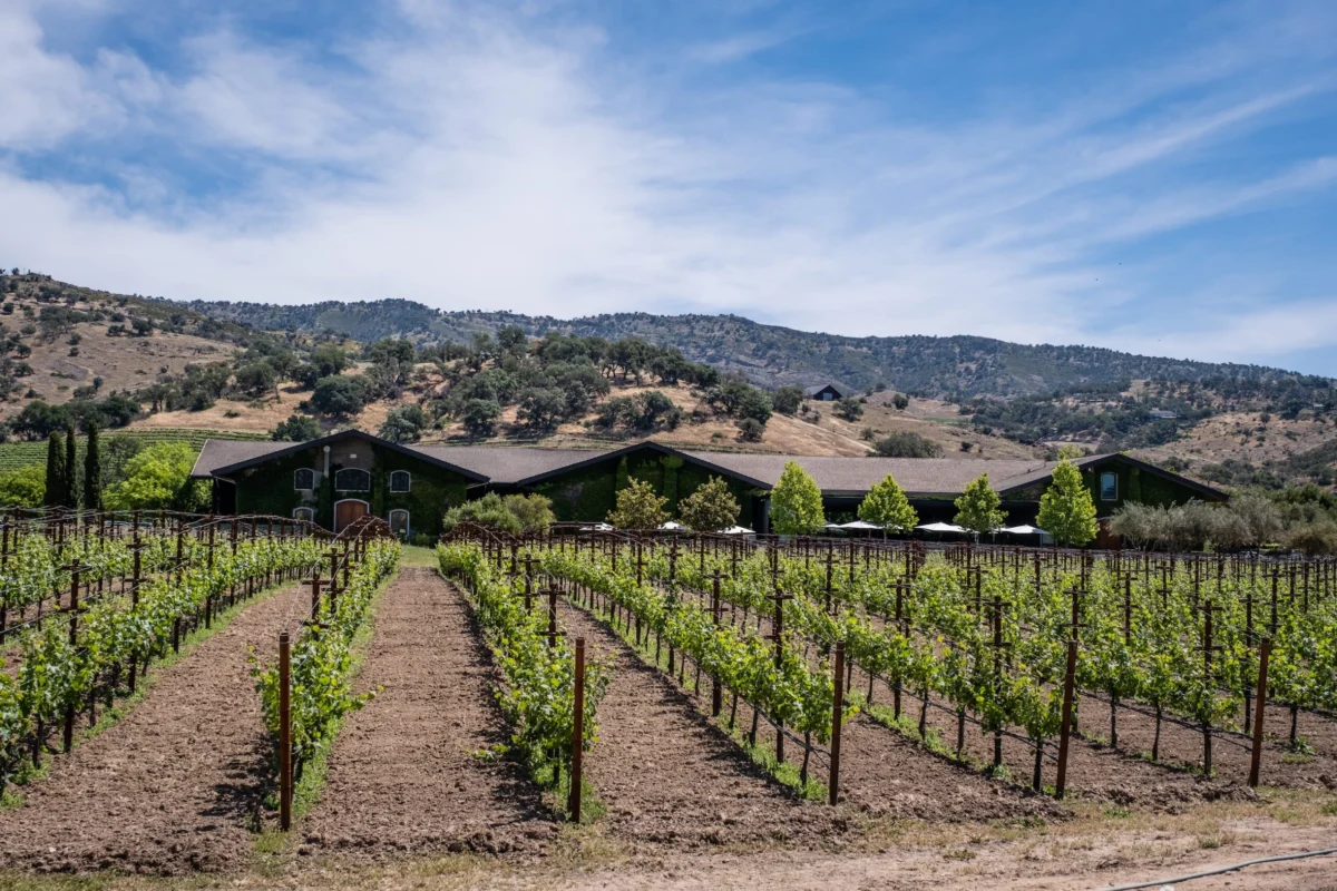 From Garden Experiment to Global Icon: The Remarkable Evolution of Pinotage