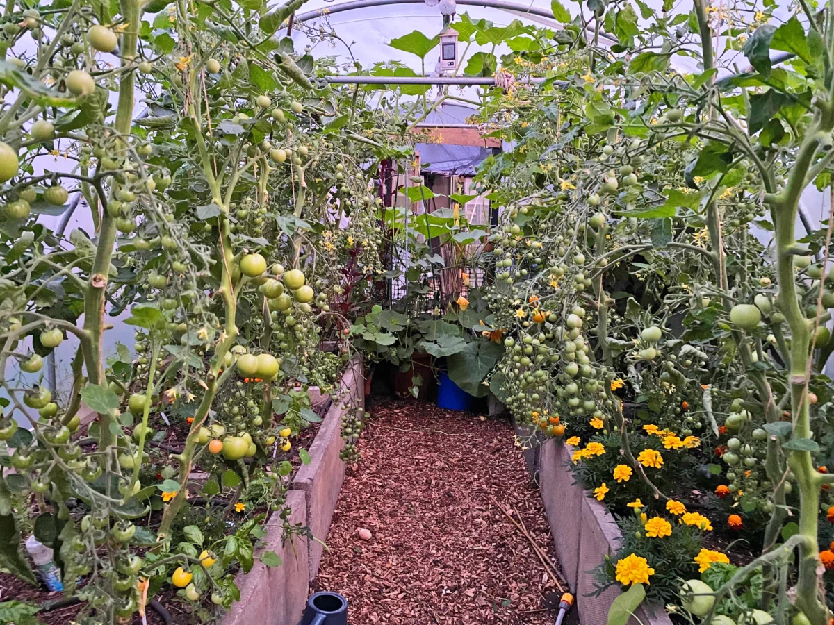From Lawn to Life: How One Northumberland Garden Became a Permaculture Masterclass