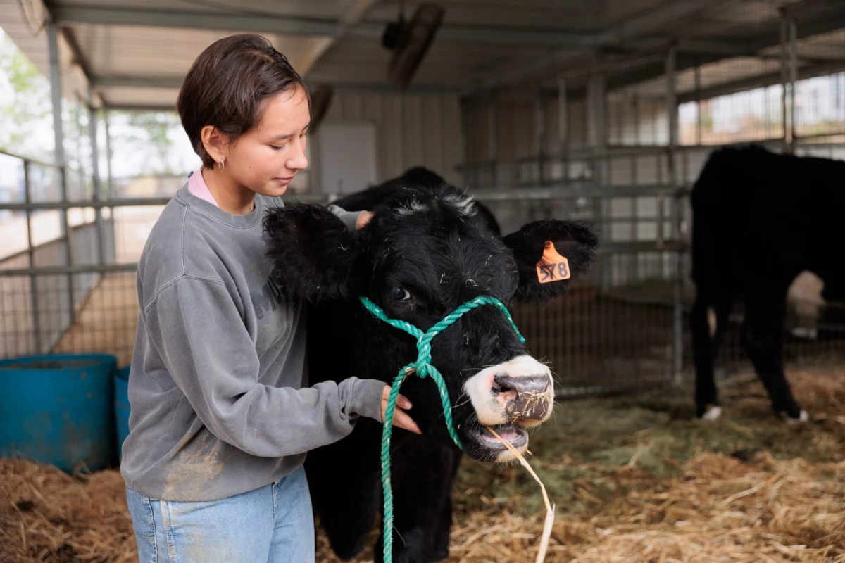 From School Project to Sanctuary: The Life-Saving Journey of Pepper the Calf