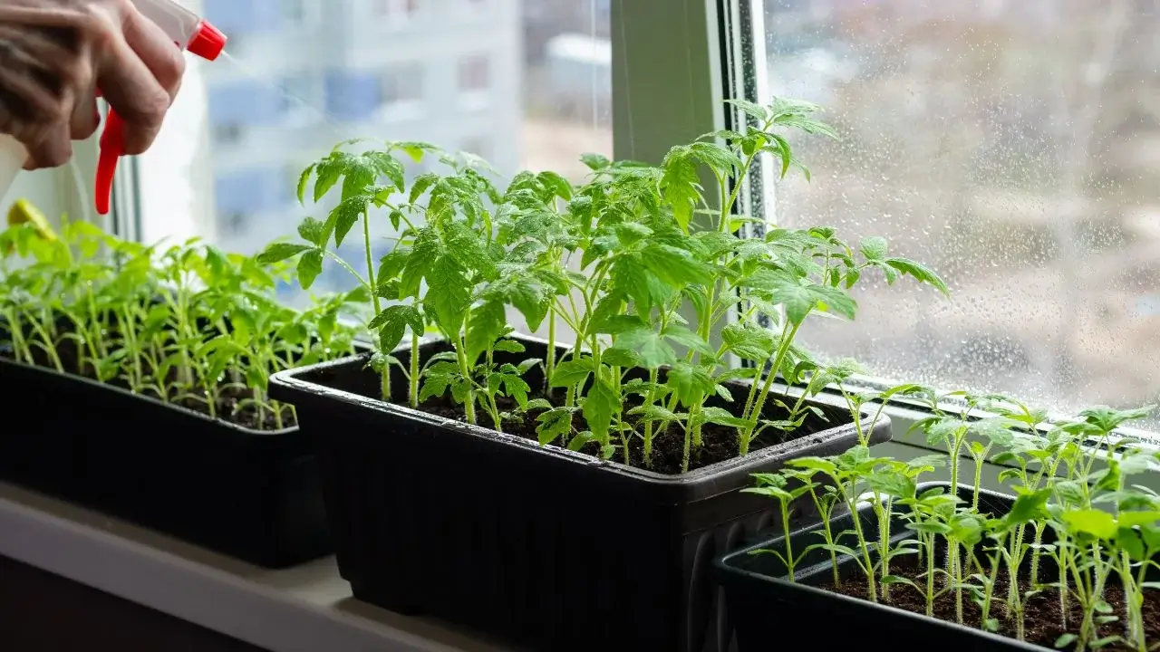 From Seed to Harvest: An Expert Guide to Starting the Perfect Tomato Crop