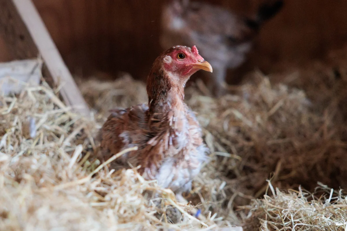 From Trash to Sanctuary: The Remarkable Rescue of Three Chickens Abandoned in Soledad Canyon