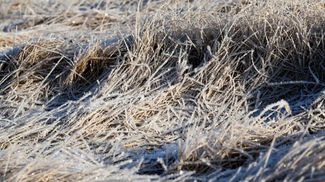 Mastering the Transition: How to Terminate Winter Cover Crops Without Sacrificing Soil Vitality