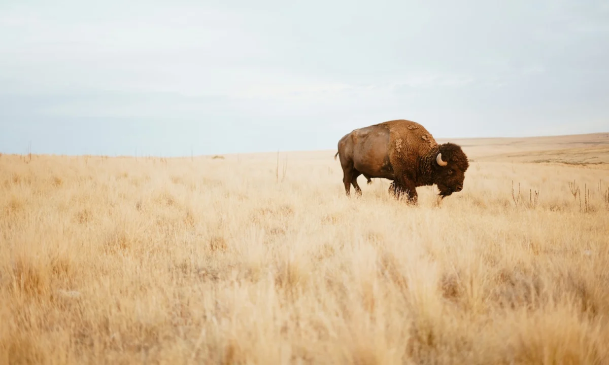 Reclaiming the Land: The Indigenous Movement for Food Sovereignty