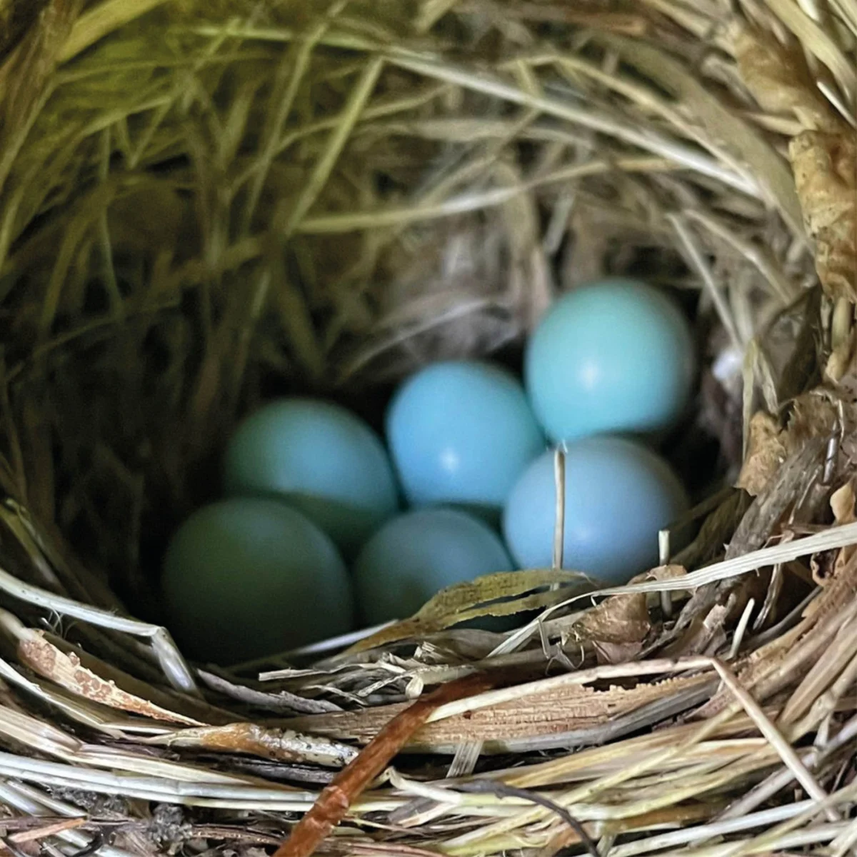 Reflections from the Canopy: Maddy Harland’s 2025 Vision for Ecology and Community