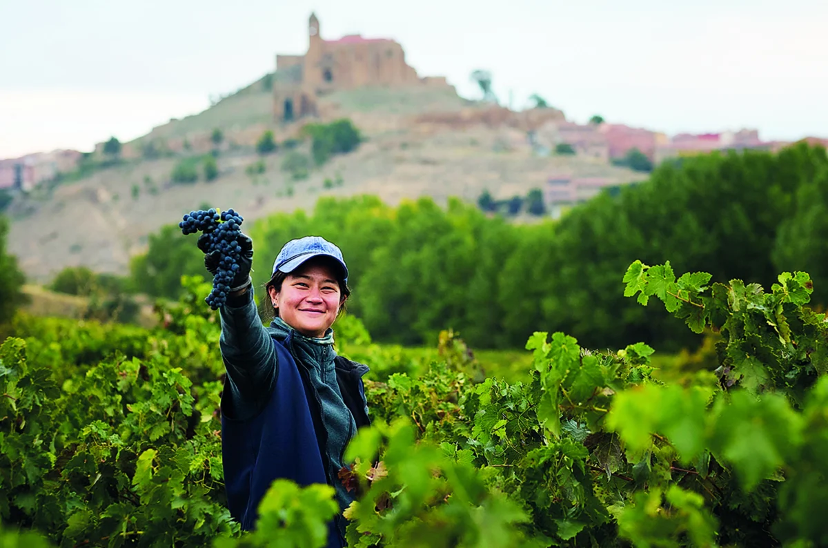 Resilience in the Vines: The Evolving Art of Ribera del Duero
