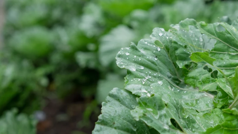 Strengthening the Harvest: FAO Issues New Guidance Following Massive Cyclospora Outbreaks