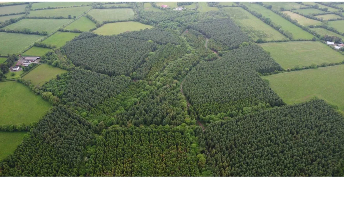 Sustainable Timber: SLM Partners Secures €150M for European Continuous Cover Forestry Expansion