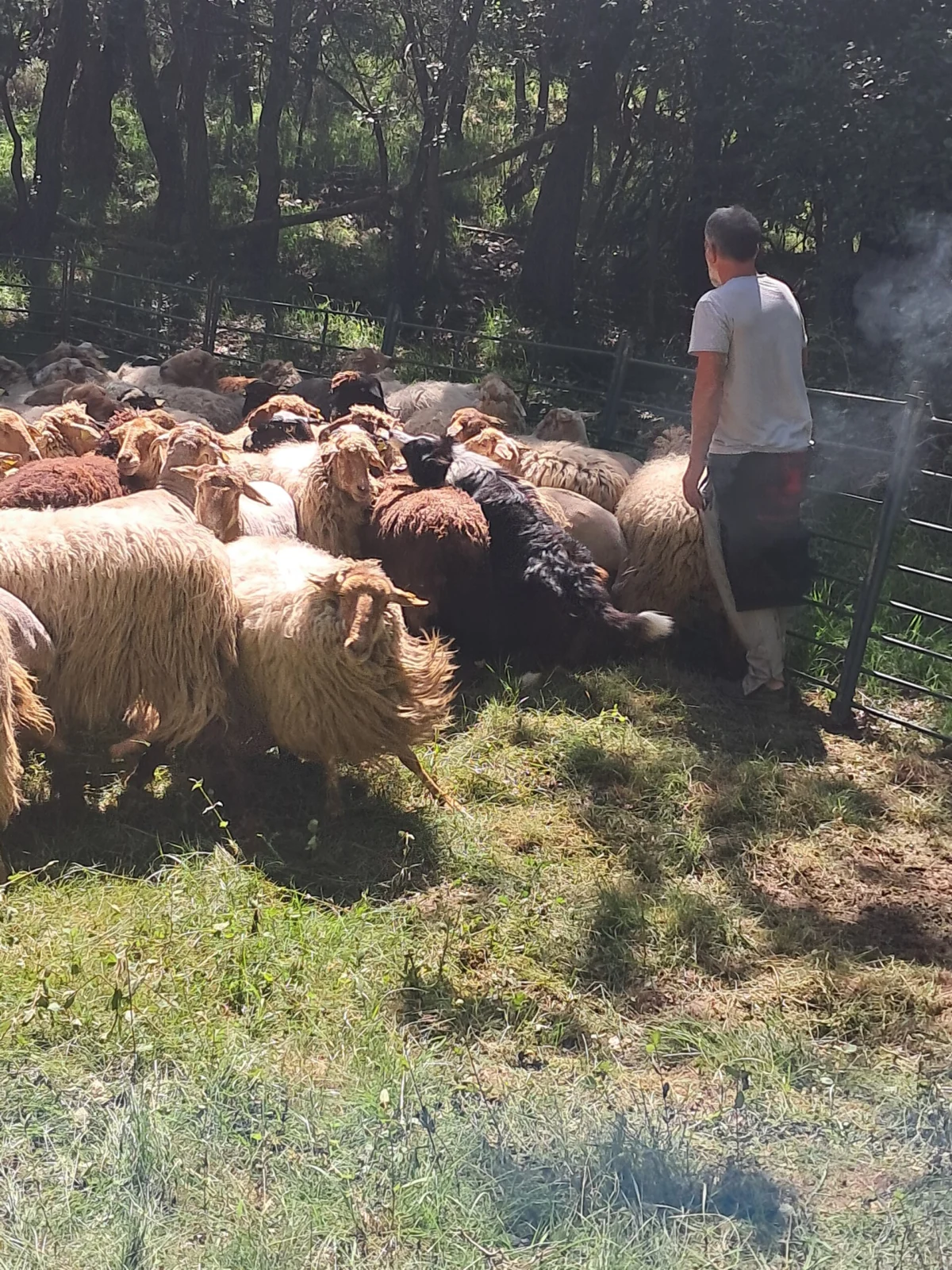 The Ancient Pulse: Why Spain’s Transhumance is the Future of Sustainable Food