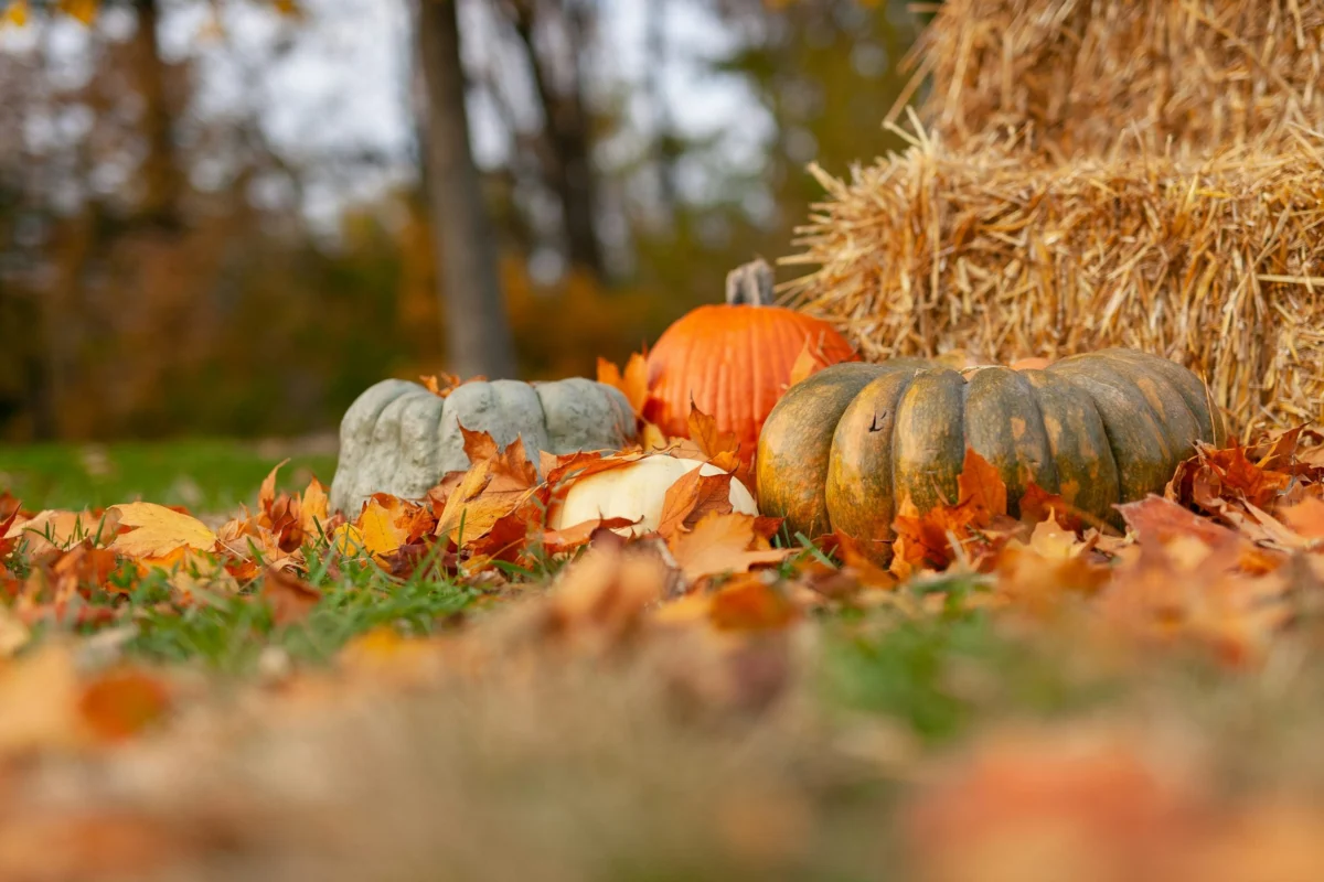 The Conscious Confectioner: A Comprehensive Guide to a Compassionate Halloween