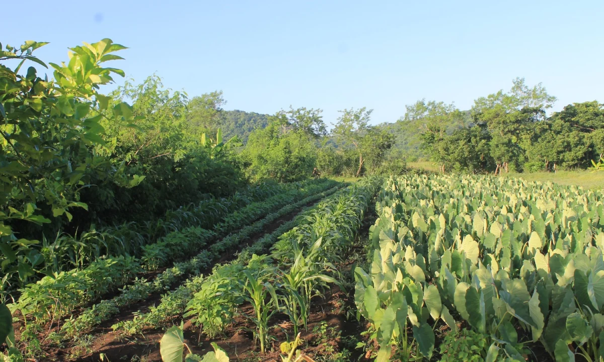 The Fragile Harvest: Cuba’s Struggle for Food Sovereignty in an Era of Polycrisis