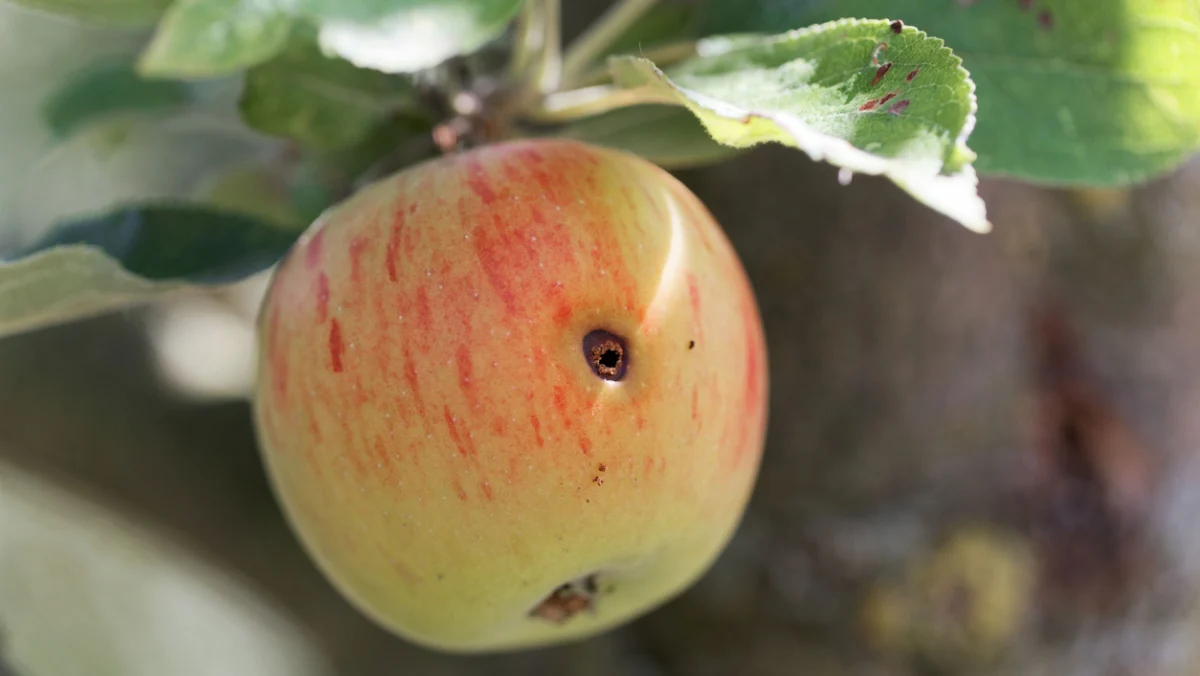 The Future of Crop Protection: Molagri’s $5.8M Bid to Outsmart Pests with Precision Engineering
