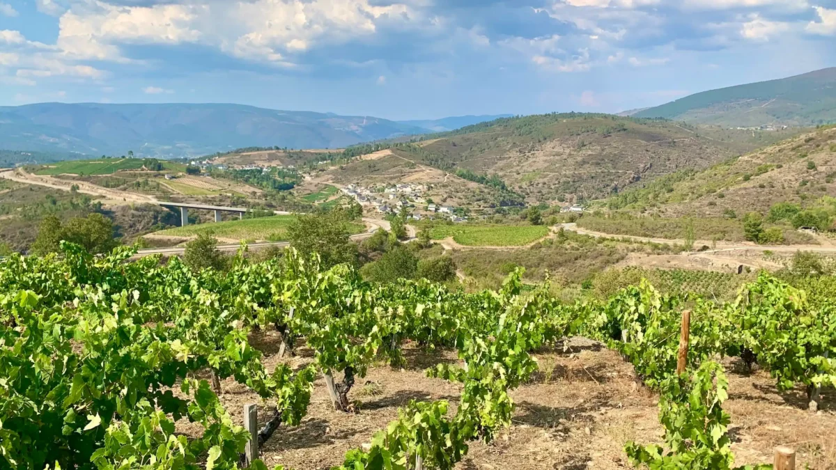 The Golden Renaissance: How Valdeorras Became Spain’s Premier White Wine Frontier