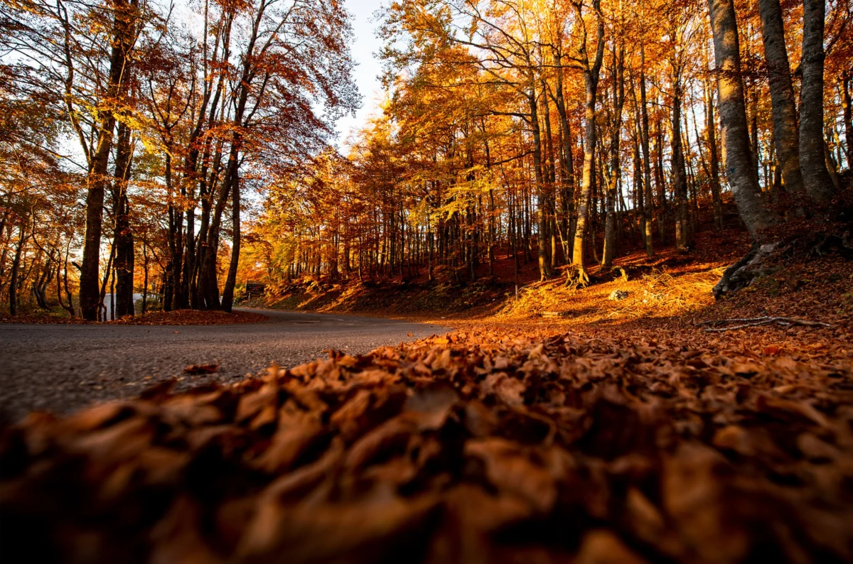 The Golden State’s Autumn Harvest: A Vintage of Substance and Sophistication