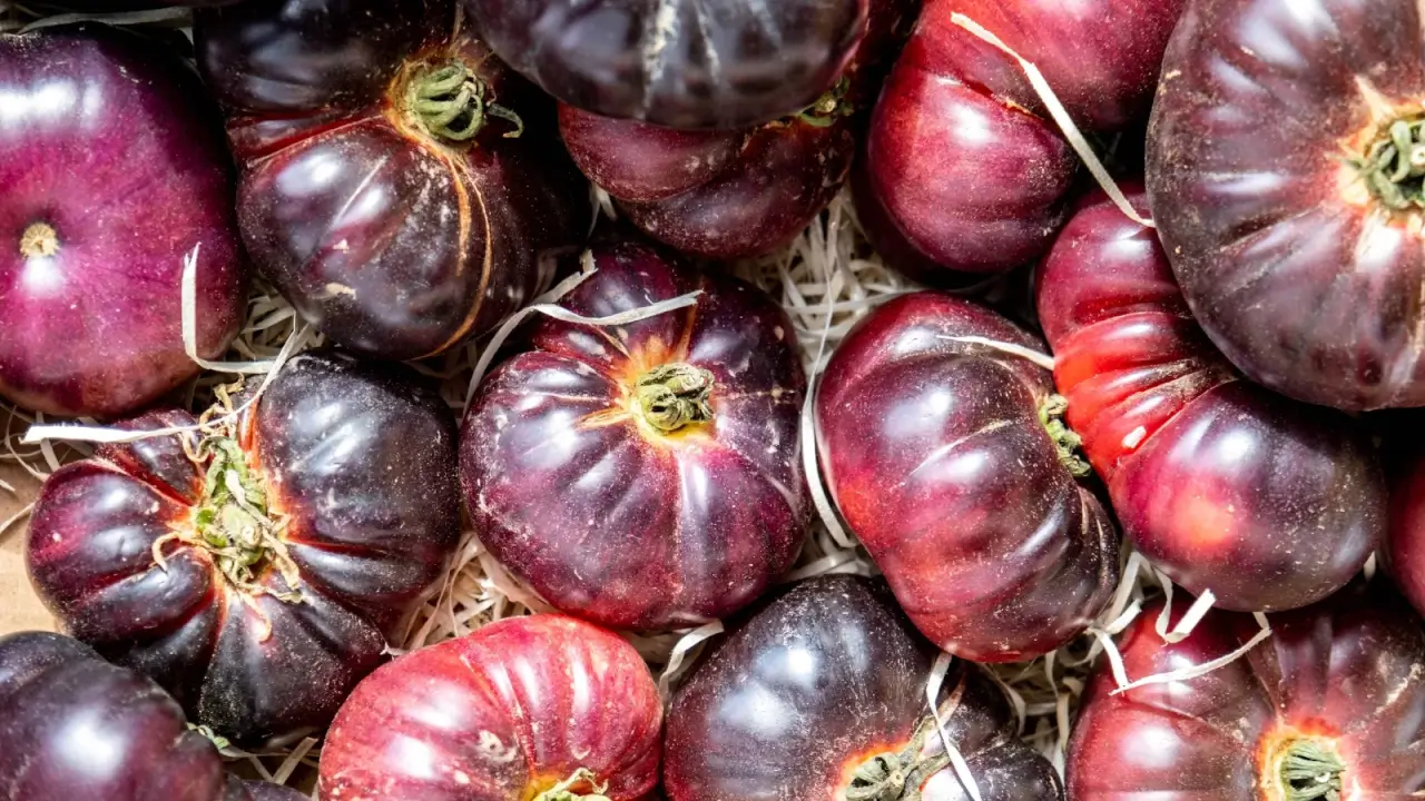 The Heirloom Renaissance: 11 Essential Tomato Varieties for the Modern Farm