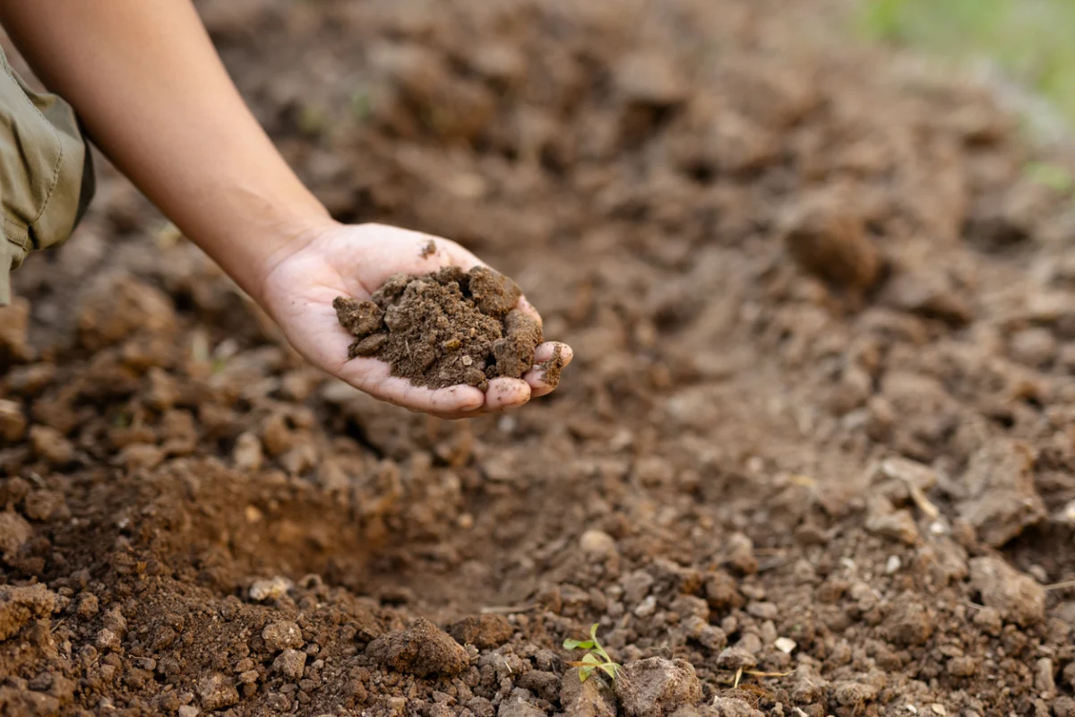 The Hollow Harvest: Is the GLP-1 Revolution the Catalyst We Need to Fix Crop Nutrient Density?