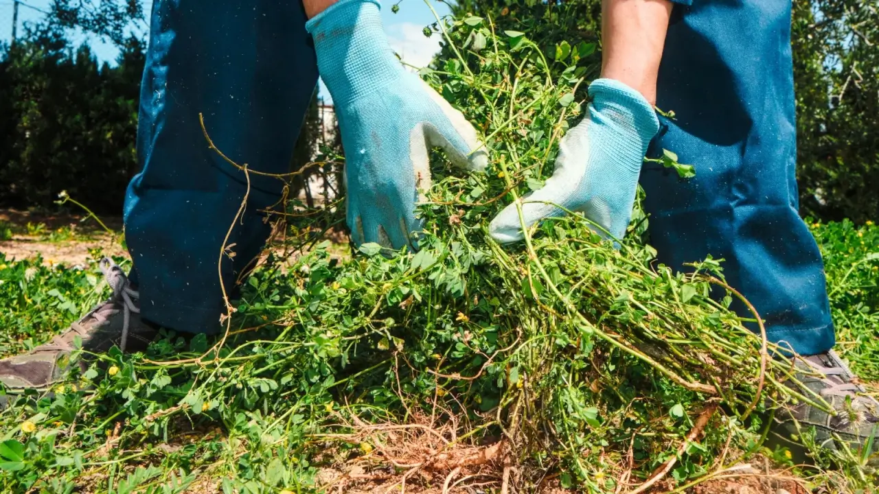 The Regenerative Revolution: 5 Ways Interseeding Transforms the Modern Farming Landscape