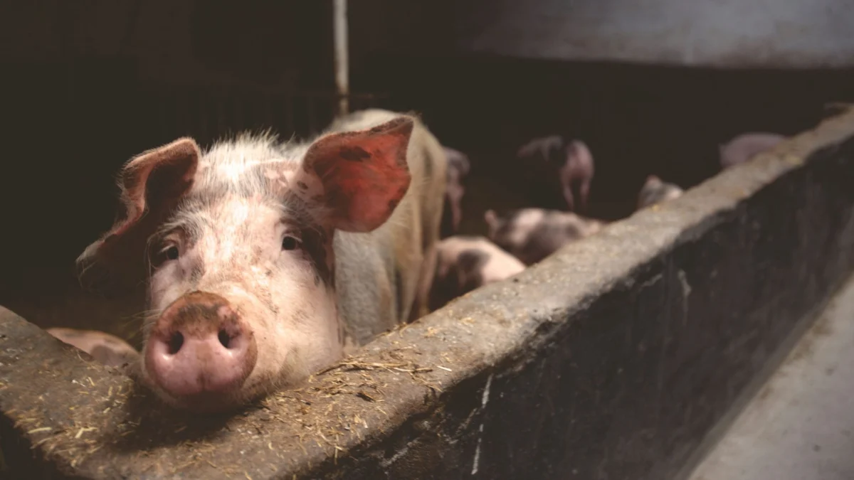 The Silent Crisis: Why World Farm Animals Day Matters More Than Ever