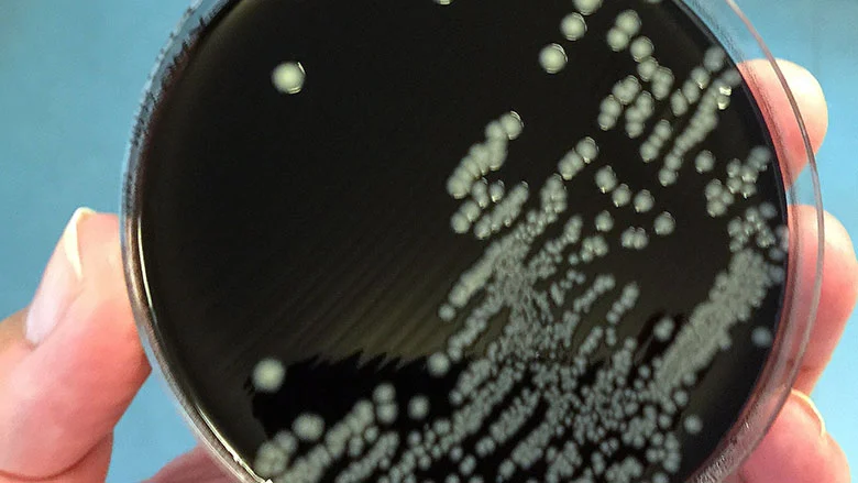 The Silent Spread: Understanding the Multidrug-Resistant Campylobacter coli ST10042 Lineage in Europe